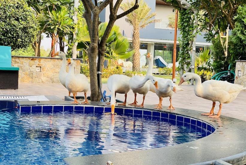 Krishna Riverside Resort Vasad Ngoại thất bức ảnh